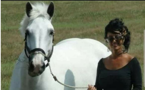 Horse Boarding, Lessons & DayCare by Blue Ridge Stables Inc