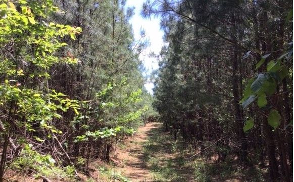 0N Waynesboro HWY, Hohenwald, TN by Land of the South Realty