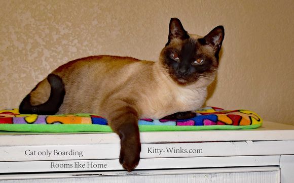 Texas Star Bengal & Kitty-Winks cat Boarding  by TEXASSTAR BENGALS