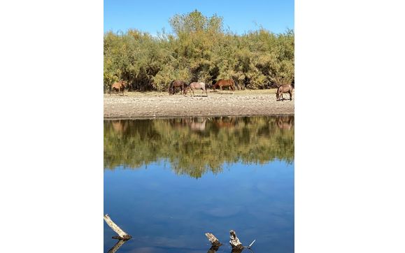 Wild Horses  by Artistic View Image
