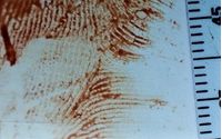 Latent Print Examination by Ridgeline Forensics
