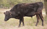 Grass Fed Locally Grown Prime Wagyu and Angus Beef at Bulverde Ranch by Still Waters Ranch