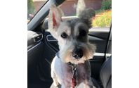 Our Baby Reilly! by Rover’s Pet