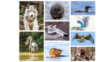 Wildlife & Nature Photographic Products by JHC Photography