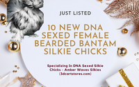 DNA Sexed Bearded Bantam Silkie Chicks Available by Amber Waves Pygmy Goats
