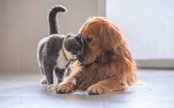 Pet Insurance by Craig Wafer Insurance Services