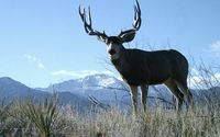 DIY Mule Deer Hunt in Colorado for Youth hunters with parent by Discount Hunts LLC