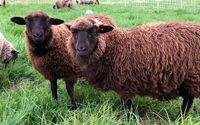 Wool Fiber by Fern River Farm