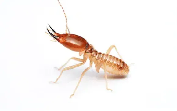 Sherminator Termite And Pest Control Tucson Az Alignable