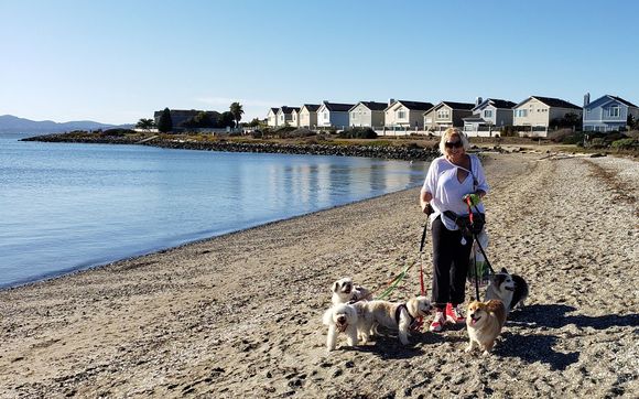 Dog Walking by Puppy Love Pet Care