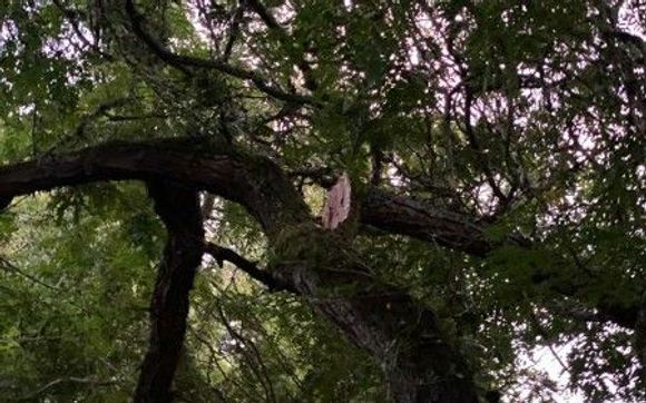 Emergency Repairs When You Need Them by Peter's Tree Service