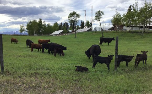 School tours in the spring by Circle D Ranch