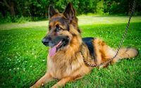 Pet Photograher by J. Willcockson Photography