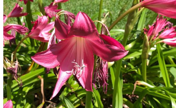 Free Estimates by SpringScapes Lawn Care