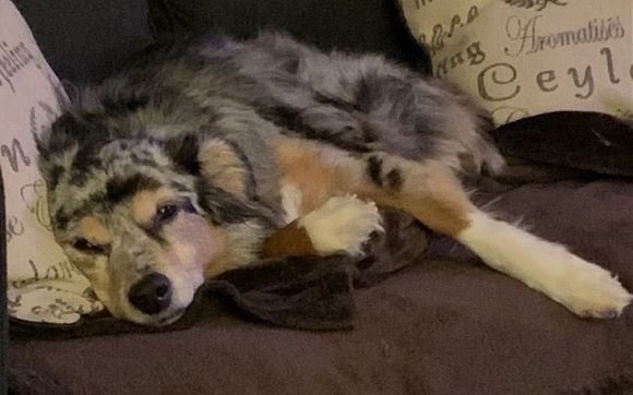 Overnight Pet/House Sitting (in client's home) by Tails of the Heart Pet Sitting Services LLC