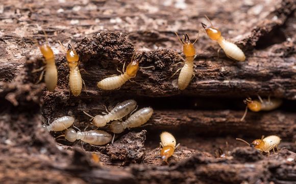 Termite Prevention Protection By Black Diamond Pest Control Nashville In Goodlettsville Tn Alignable