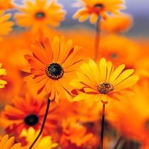 Cannabis Insurance by Policy 1 Insurance - a Mercury Insurance Authorized Agent