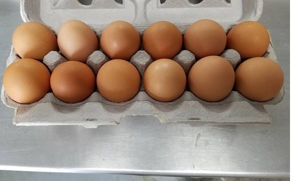 Free Range Eggs by Stein's Farm Market