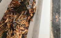 Gutter cleaning. by Homer Building Maintenance