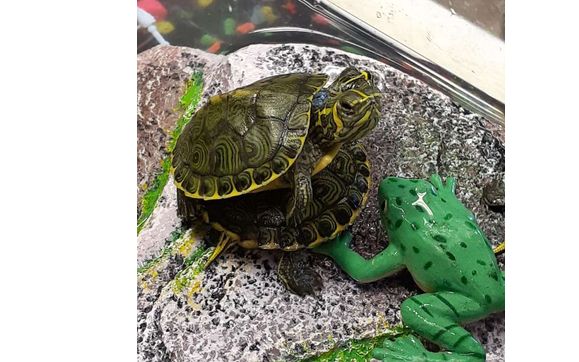 Pet store near me best sale with turtles