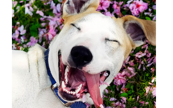 Digital Marketing by Success Headway LLC