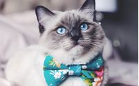 Ragdoll Cat Breeder  by ElleRagdolls