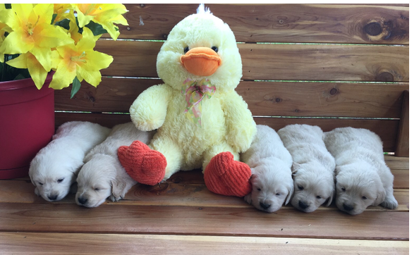 Dog Breeder by Arkansas Bear Creek Goldens and Doodles