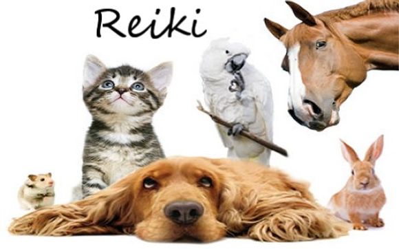 Animal Reiki by Spirit Energy Healing in Colorado Springs, CO - Alignable