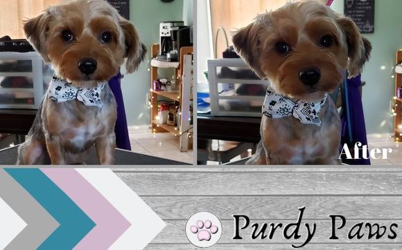 Small Groom By Purdy Paws In High Point Nc Alignable