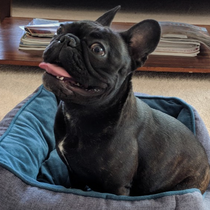 Dog Training Fundamentals Program by Good Buddy Dog Training