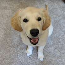 Puppy Training Program by Good Buddy Dog Training