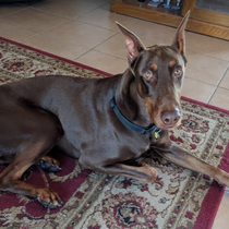 Custom Dog Training Program by Good Buddy Dog Training