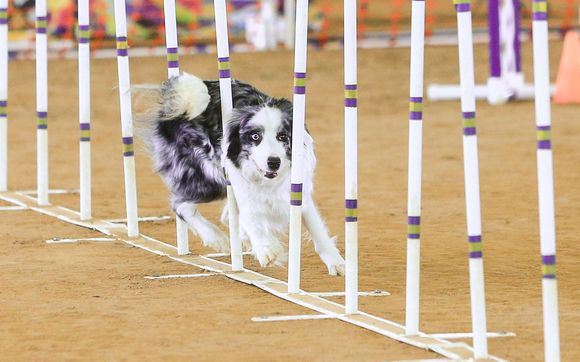 Agility Training for Dogs and Handlers by Precocious Paws - Dog Training