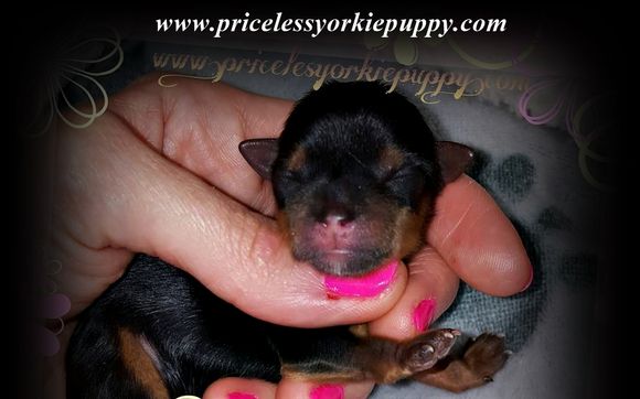 yorkie puppies for sell