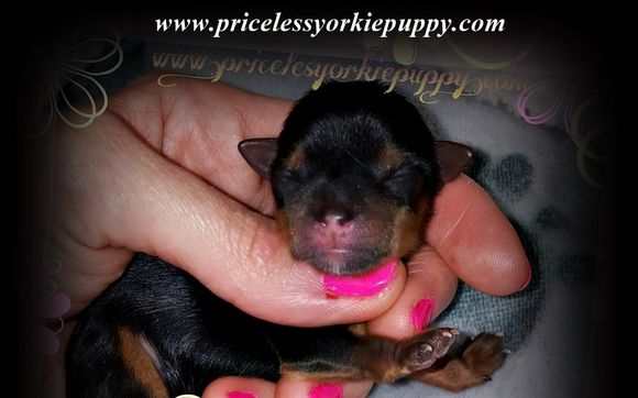 yorkie puppies for sale