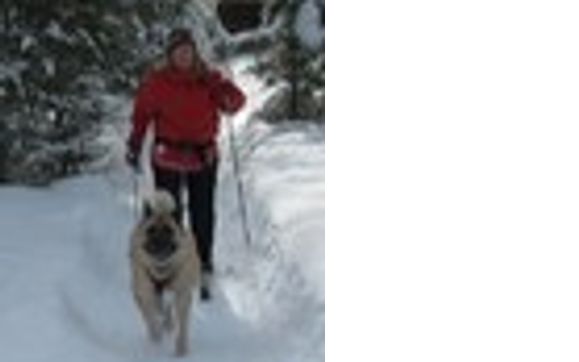 equipment for active dogs by Adanac Sleds & Equipment