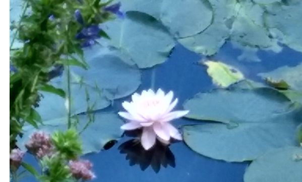 Class-Learn the Language of Nature to Support Your Nature - Ayurveda by WiseWomanhood