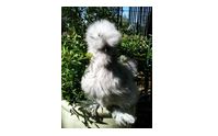 Bearded Bantam Silkies by Amber Waves Pygmy Goats