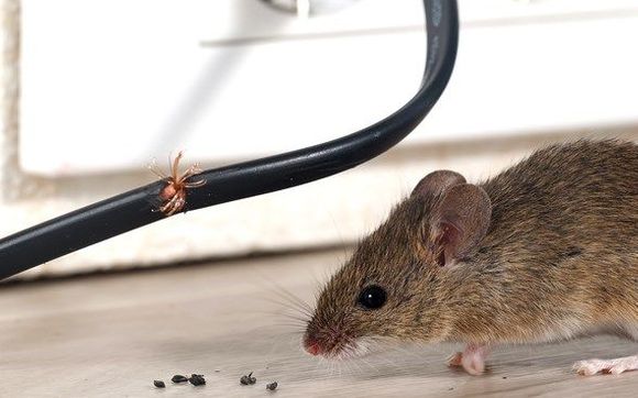 Rodent Control by Pine State Pest Solutions, Inc.
