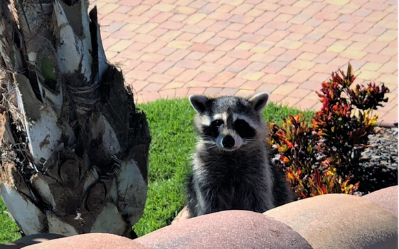 Dead Animal Removal Orlando - Orlando Wildlife Removal - Family Owned and  Operated