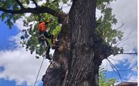 Arborist Services by Kyle Parks, Arborist