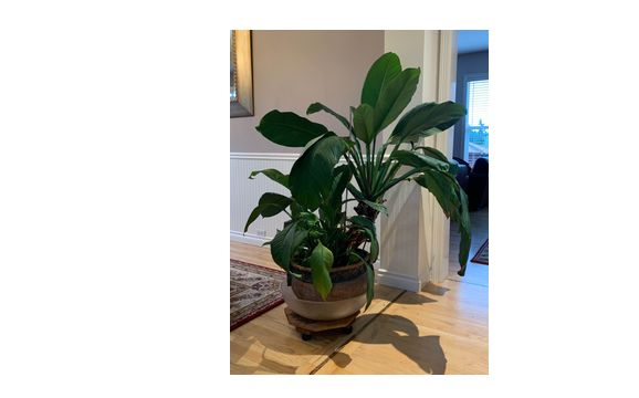 Hardwood floors!! by Plateau Interior Gallery Inc