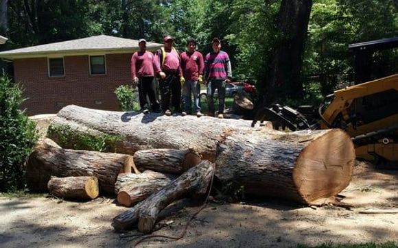 Tree removal  by Su-Tree Service