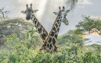 2022 African Safari by Kenneth E Mahar Photography