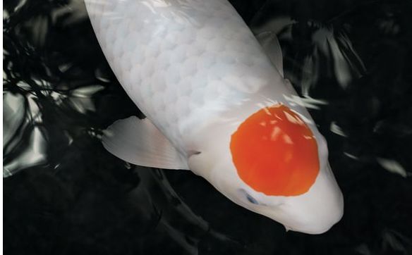 Kodama hotsell koi food