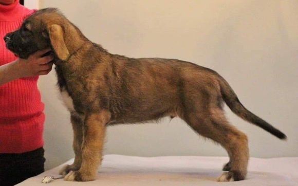 Stormborn 2024 irish wolfhounds