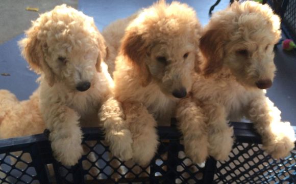 Goldendoodle galore 2024