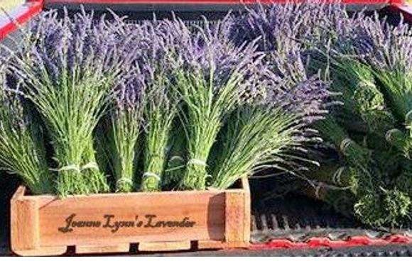 Fresh Dried Lavender Bunches by Jeanne Lynn's Lavender