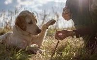 Pet Trusts & Planned Giving by Hayes Law Firm