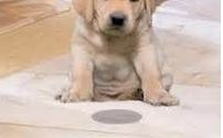 Pet & Smoke Odor Removal  by Charlottesville's Earthly Cleaning